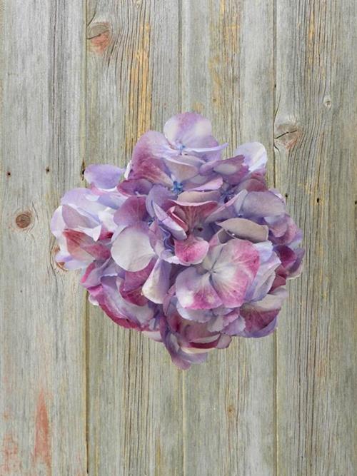 Big Petal Red-Blue Bicolor Hydrangeas